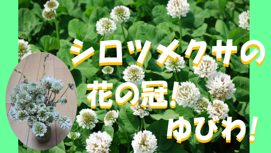 キャプチャ　シロツメクサの冠
