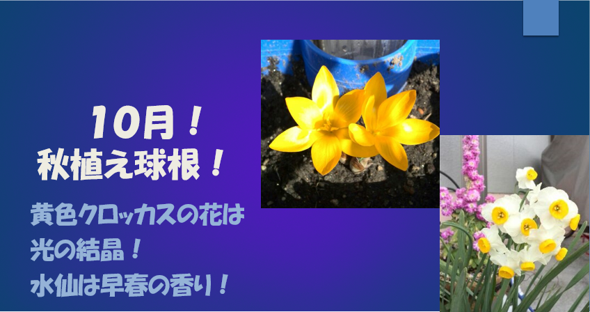 キャプチャ クロッカス　水仙　文字分修正