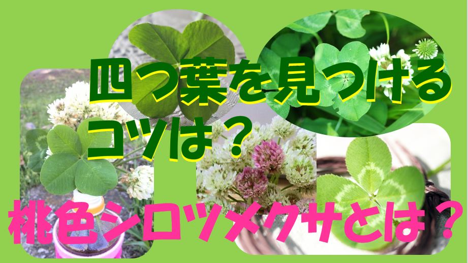 四葉のクローバーの探し方は?見つけ方のコツと発見確率を上げる方法! キャプチャ 四つ葉見つけるコツ