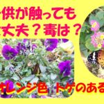 ツマグロヒョウモン　毛虫