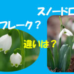 スノードロップ　スノーフレーク　違いは？